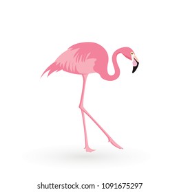 Pink flamingo . Vector illustration .Isolated on white background. Bird illustration design on background