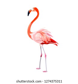 Pink flamingo vector illustration isolated on white background. 