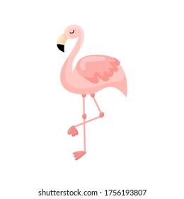 Pink flamingo vector illustration isolated on white background. Vector illustration