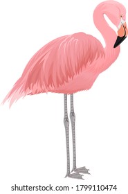 Pink flamingo vector illustration isolated on white background