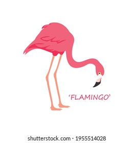 Pink flamingo vector illustration isolated on white background