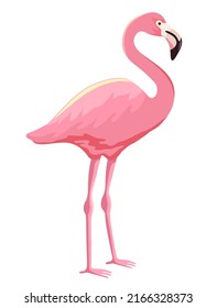 Pink flamingo vector illustration isolated on white background. Flamingo is a large waterfowl