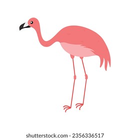 Pink flamingo vector illustration isolated on white background.