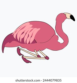 Pink flamingo vector illustration isolated on white background.