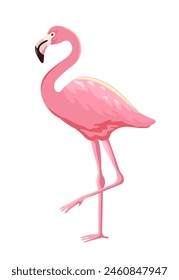 Pink flamingo vector illustration isolated on white background. Flamingo is a large waterfowl