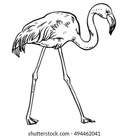 Pink flamingo vector illustration isolated