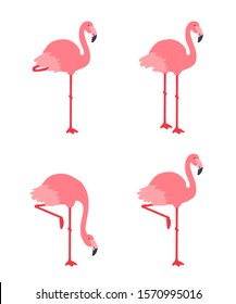 Pink flamingo. Vector illustration set isolated on white background.