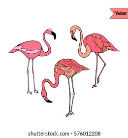 Pink Flamingo vector isolated on white. Tropical birds illustration. Exotic Hawaii  background.