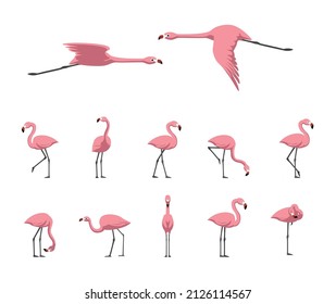 Pink Flamingo Walking Flying Various Poses Cartoon Cute Vector Illustration