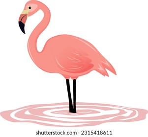 pink flamingo in pink water