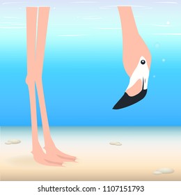 pink flamingo in water background vector