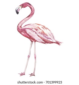 Pink flamingo watercolor illustration isolated on white background.