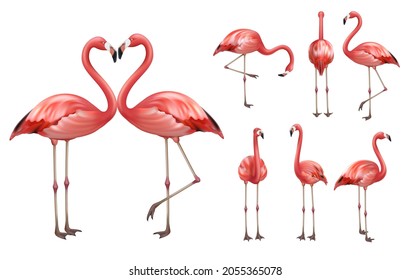 Rosa Flamingo. exotische Wildvögel tropische Flamingo anständige Vektorgrafik realistische Posen Bilder Vorlagen einzeln