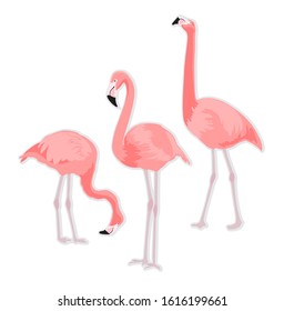 Pink flamingos. Beautiful Wildlife Free birds in nature. . Set of pink flamingos animals.