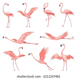 Pink flamingos. Exotic tropical birds characters. Isolated wildlife animals set. Nature wild fauna. Cute african birds