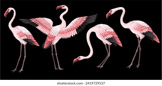 Flamencos rosas aislados en el fondo negro. Vector