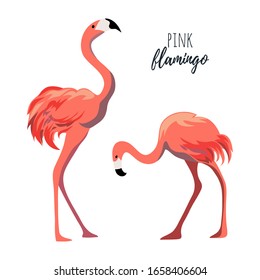 Pink flamingos isolated on white background.Cartoon vector illustration in flat style