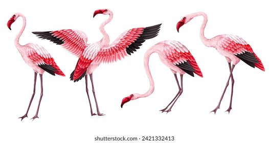 Pink flamingos isolated on the white background. Vector