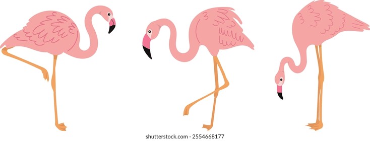 pink flamingos on a white background, vector