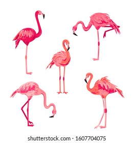 Pink flamingos set vector illustration. Design element isolated on white background.