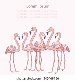 Pink flamingos standing. Cute vector template for your design. Greeting card, invitation, brochure or background with flamingo.