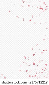 Pink Floral Japan Vector Transparent Background. Blur Petal Design. Delicate Cherry Summer Pattern. Red Lotus Fly Banner.