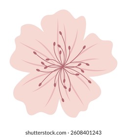 Pink Floral Vector Illustrations Sakura
