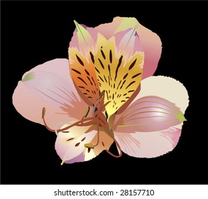 pink flower