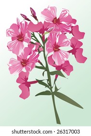 rama de flor rosa sobre fondo azul claro