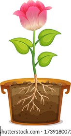 Pink flower in clay pot on white background illustration