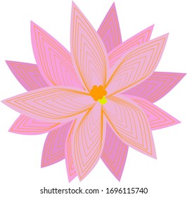 Pink flower with colored lines on the petals.