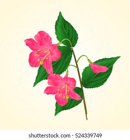 Pink flower decorative shrub Weigela cracks vintage vector illustration