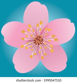 A pink flower with five petals. Based on a cherry blossom or sakura. The background is a turquoise gradient.