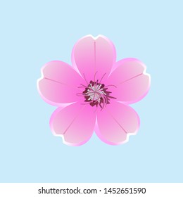 Pink flower with five petals on blue background, vector.