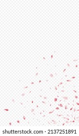 Pink Flower Flying Vector Transparent Background. Tender Peach Frame. Red Floral Fall Banner. Delicate Petal Blur Illustration.