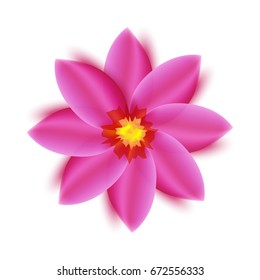 Pink flower isolated