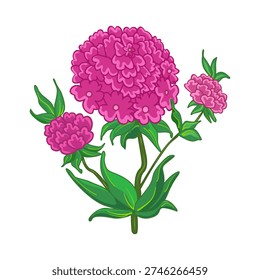 Pink flower isolated on white background. Vibrant hydrangea, carnation or marigold bloom with lush inflorescence blossom and green leaves. Greeting card, garden theme, spring promotion or floral design element. Stock vector illustration