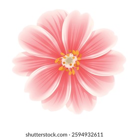 Pink Flower Isolated White Cosmos Style