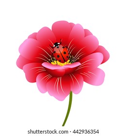 Pink flower with a ladybug.
