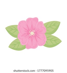 pink flower with leaves design, natural floral nature plant ornament garden decoration and botany theme Vector illustration