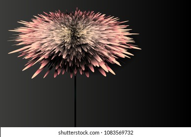 Pink flower on a dark background