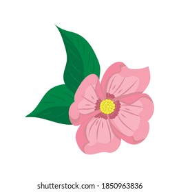 pink flower on white background, vector illustration