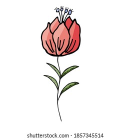 Flor rosa sobre un fondo blanco. Ilustración dibujada a mano por vectores.