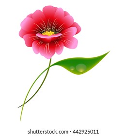 Pink flower on a white background.