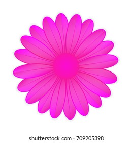 Pink flower on white background