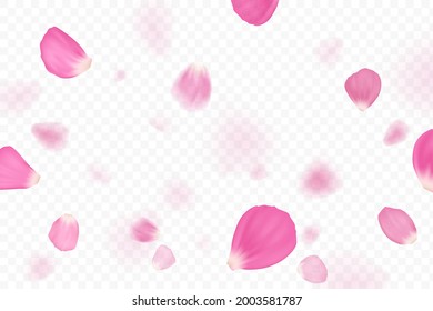 Pink flower petals are falling. Isolated on transparent background. Vector illustration.