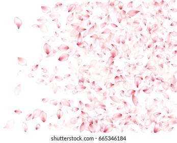 Pink flower petals flying vector horizontal banner background. Spring blossom isolated elements on white. Bloom parts confetti windy pattern.