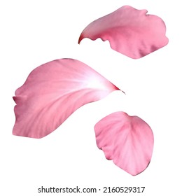 Pink flower petals, realistic vector elements for design. Floristry, decorative element.
