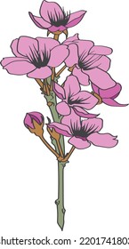 pink flower are sakura itself