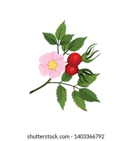 Pink flower with two rosehips on a white background. Vector illustration.